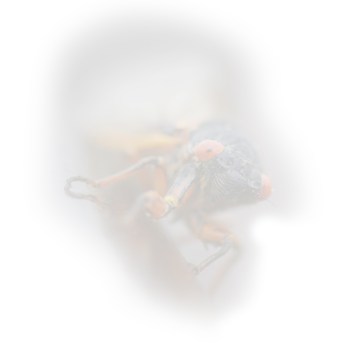 cicada close up LIGHT